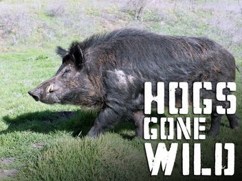 Wild hogs hotsell amazon prime