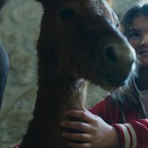 Ride Above - Rotten Tomatoes