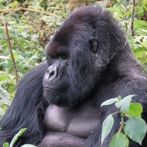 Saving a Species - Rotten Tomatoes