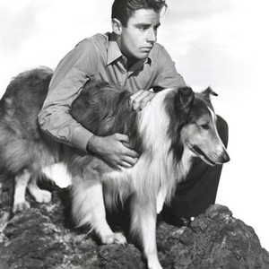 Son of Lassie (1945) photo 10