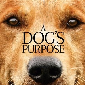 A Dog's Purpose (2017) photo 11