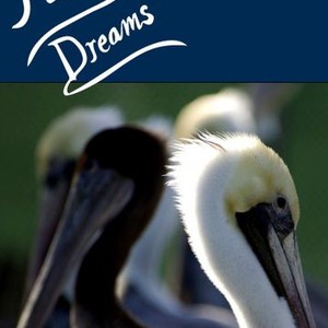 Pelican Dreams photo 2
