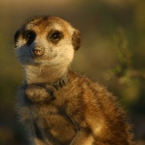 Meerkat Manor