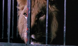 Donnie Brasco: Official Clip - Lefty Gets a Lion