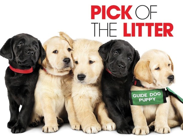 Pick of the litter netflix discount