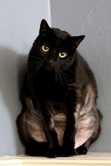 My Cat From Hell Season 9 Episode 2 Rotten Tomatoes