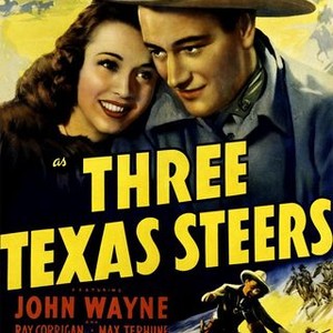Three Texas Steers photo 6
