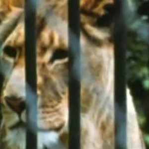 The Lions Are Free (1969) photo 1