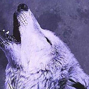 Wolves photo 11