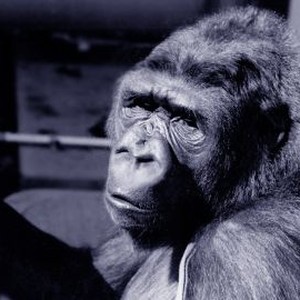 Koko: A Talking Gorilla (1978) photo 8