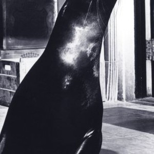 Sammy the Way Out Seal (1962) photo 13