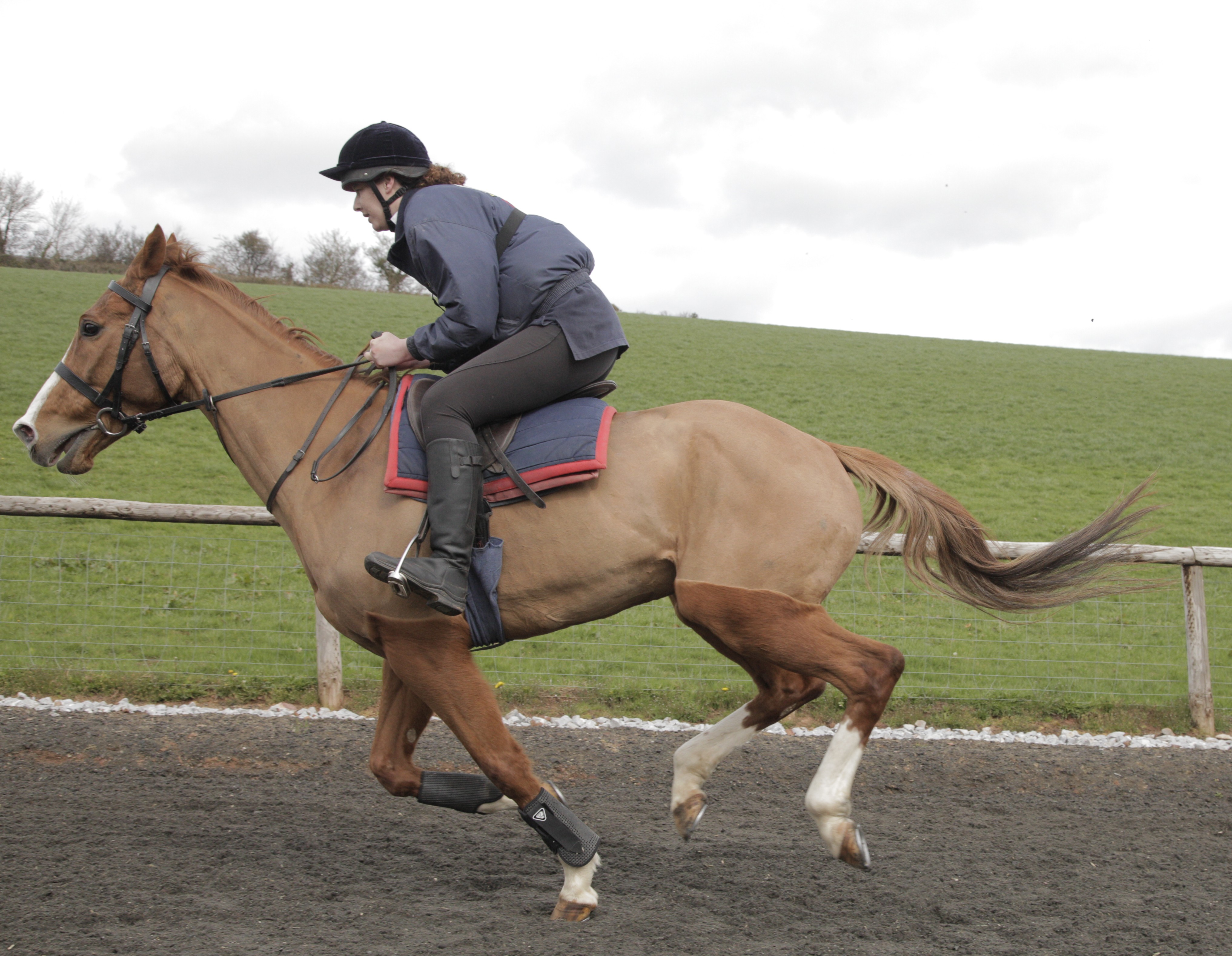 Dark Horse Trailer 1 Trailers & Videos Rotten Tomatoes