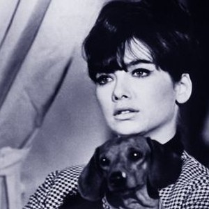 The Ugly Dachshund (1966) photo 8