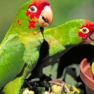 The Wild Parrots of Telegraph Hill (2004) photo 5