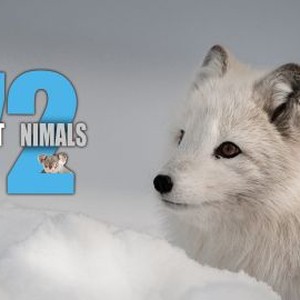 72 Cutest Animals - Rotten Tomatoes