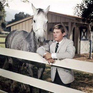 The Horse in the Gray Flannel Suit (1968) photo 2