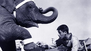 Three Ring Circus | Rotten Tomatoes