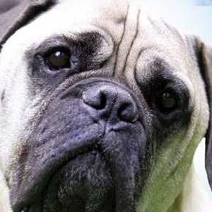 Frank photo 10