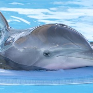 Dolphin Tale photo 8