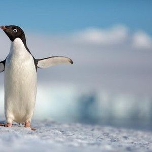 Penguins photo 7