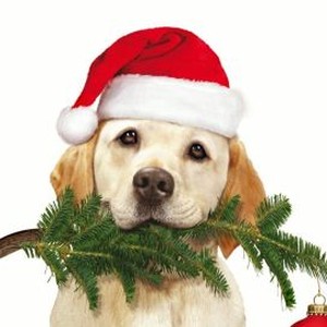 The Dog Who Saved Christmas - Rotten Tomatoes