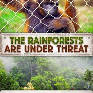 The Rainforests Are Under Threat photo 7