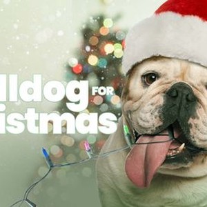 A Bulldog for Christmas photo 15