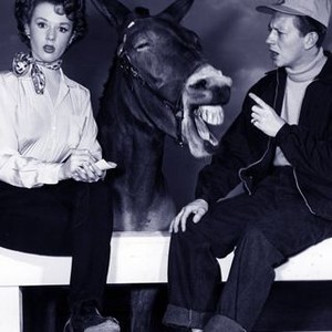 Francis Goes to the Races (1951) photo 3