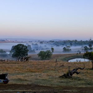 The Tree - Rotten Tomatoes