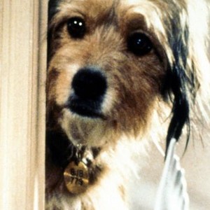 Benji (1974) photo 10