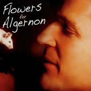 flowers for algernon film