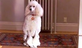 Look Who's Talking Now: Official Clip - Brand New Poodle photo 4