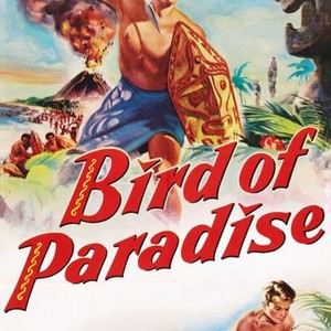 Bird of Paradise photo 6