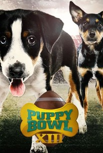 Puppy Bowl XIII: Season 1, Episode 1 - Rotten Tomatoes