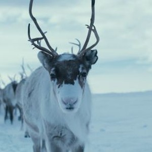 "A Reindeer&#39;s Journey photo 12"