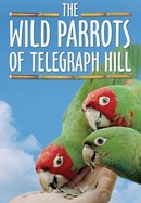 The Wild Parrots of Telegraph Hill poster image