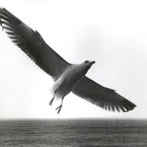 Jonathan Livingston Seagull (1973) photo 1