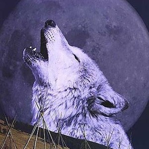 Wolves photo 10