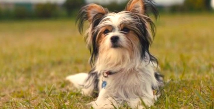 a dog's journey yorkie