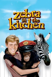 Zebra in the Kitchen