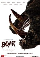 Boar poster image