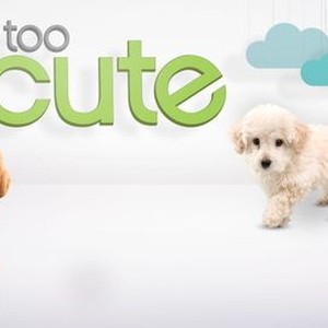 Too Cute Season 6 Episode 2 Rotten Tomatoes