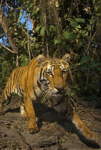 Bengal Tiger - Rotten Tomatoes