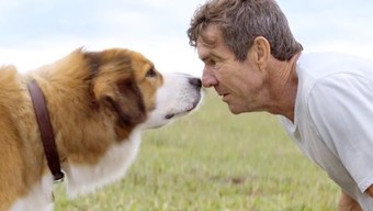 A Dog's Purpose - Rotten Tomatoes