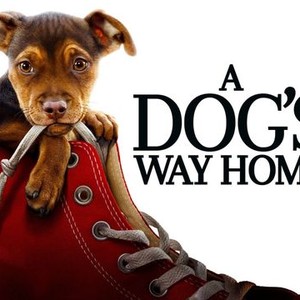 "A Dog&#39;s Way Home photo 17"