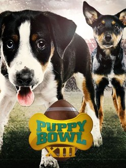 Puppy bowl xiii hot sale