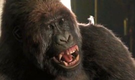Dolittle: Official Clip - Gorilla Chess