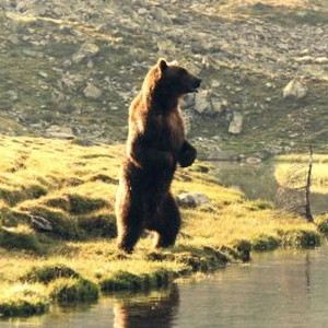 The Bear (1988) photo 10