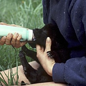 True Wolf photo 16