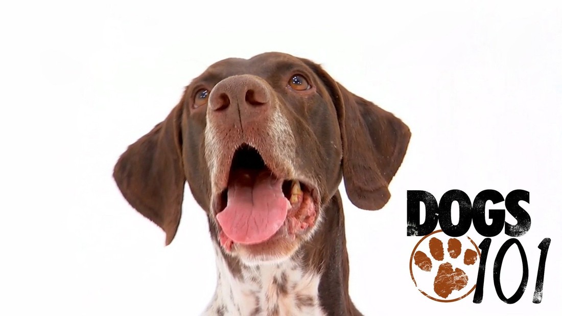 German shorthaired store pointer dogs 101